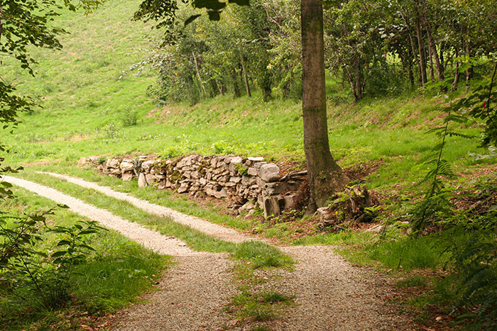 The Bargiolina Trails